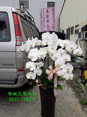 彰化縣花店送追思蘭花盆栽_和美鎮花店