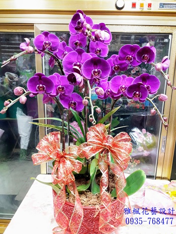 鹿港鎮花店榮調榮陞蘭花盆栽_埔里鎮花店