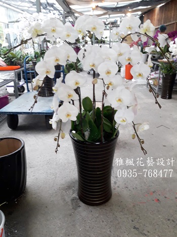 雲林縣北港鎮花店，雲林縣褒忠鄉花店白色蘭花追思場合