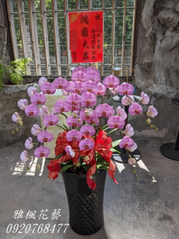 莿桐親戚新居落成蘭花盆栽&莿桐花店